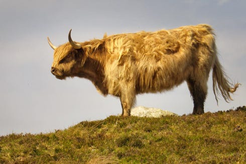 highland cow