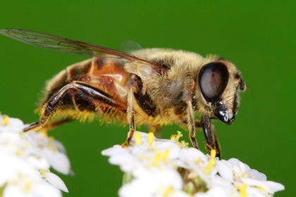abeille