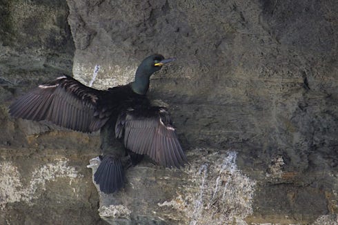 shag 