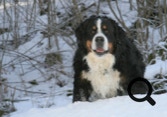 bouvier bernois dans la neige