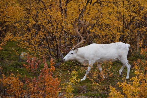 Finlande