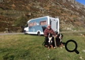 bouviers bernois en camping-car Ti-punch et Virus  de la combaz d'amont