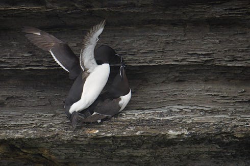 razorbill
