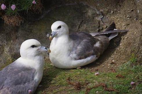 fulmars boréals