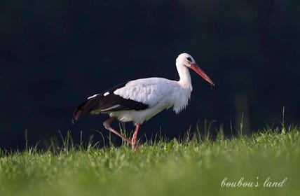 cigogne en Glâne