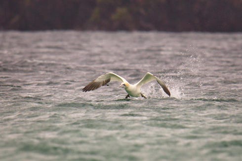fou de bassan - gannet Harris