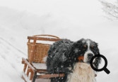 bouvier bernois attelé dans la neige