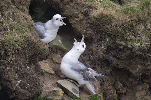 fulmars boréals