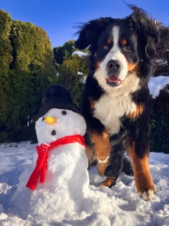 snow le bouvier bernois et the snowman