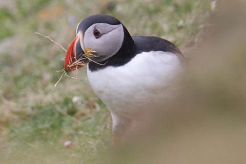 puffins ou macareux moine shetland