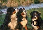 Nelson quartz et quincy de la combaz d'amont
