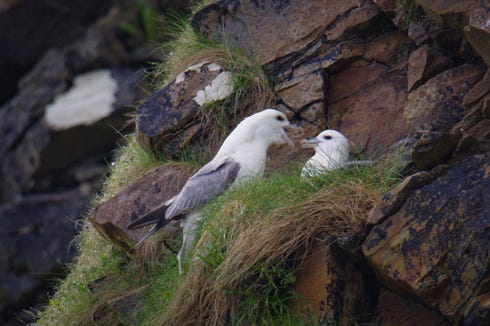 fulmars boréals à lewis