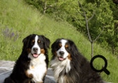 Nelson et Nini au tessin, deux bouviers bernois