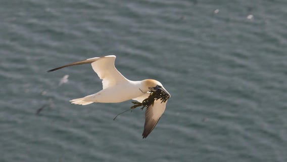 gannet ou fou de bassan à Bempton cliff 