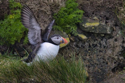 puffins ou macareux moine 