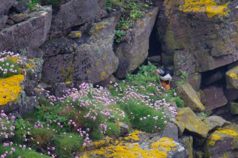 puffins