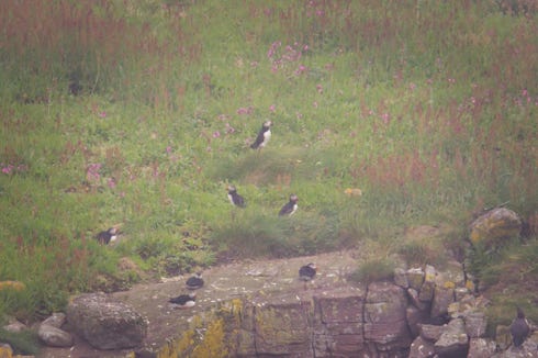puffins - handa 
