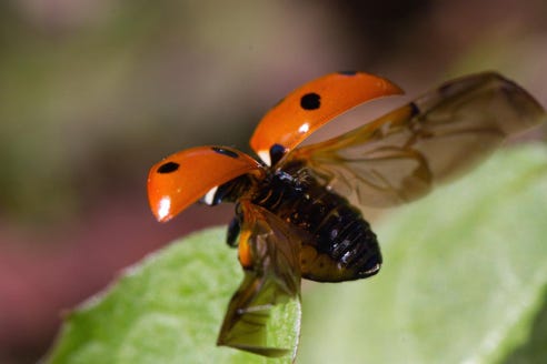coccinelle en norvège
