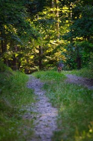 renard