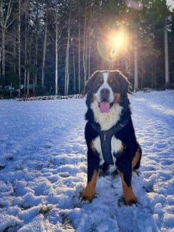 snow le bouvier bernois dans la neige